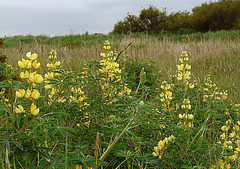 Tree lupin