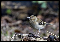 Female Chaffinch