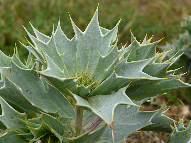 Sea-holly