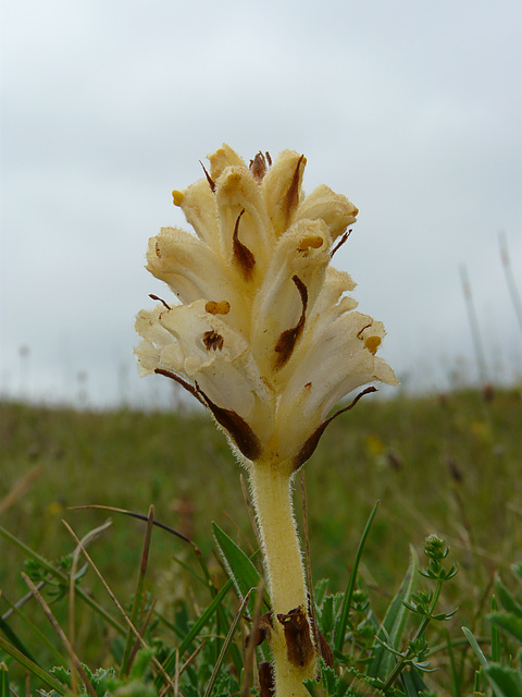 Bedstraw Broomrape