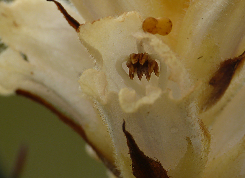 Bedstraw Broomrape