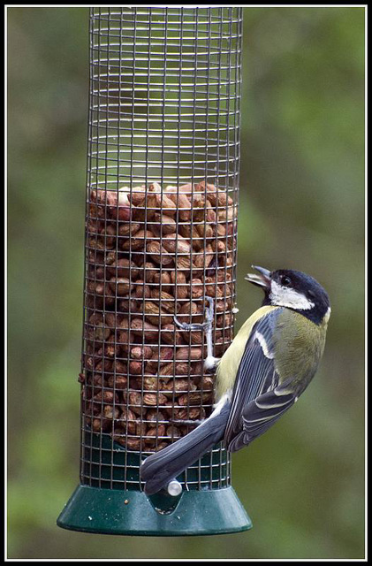 Great Tit on Feeder