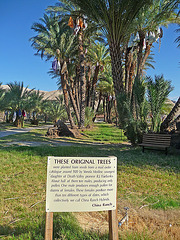 China Ranch Original Trees (1552)