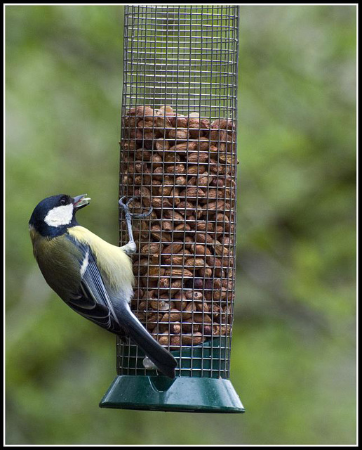 Great Tit on Feeder