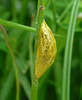 Narrow-bordered Five-spot Burnet Pupa