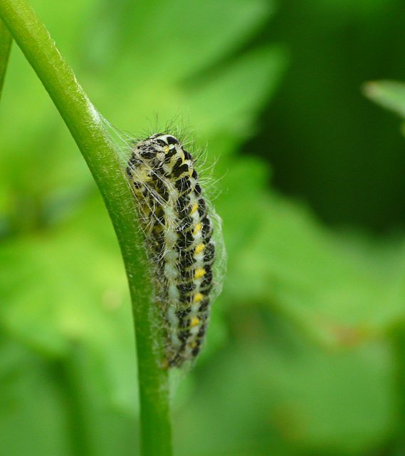 Narrow-bordered Five-spot Burnet