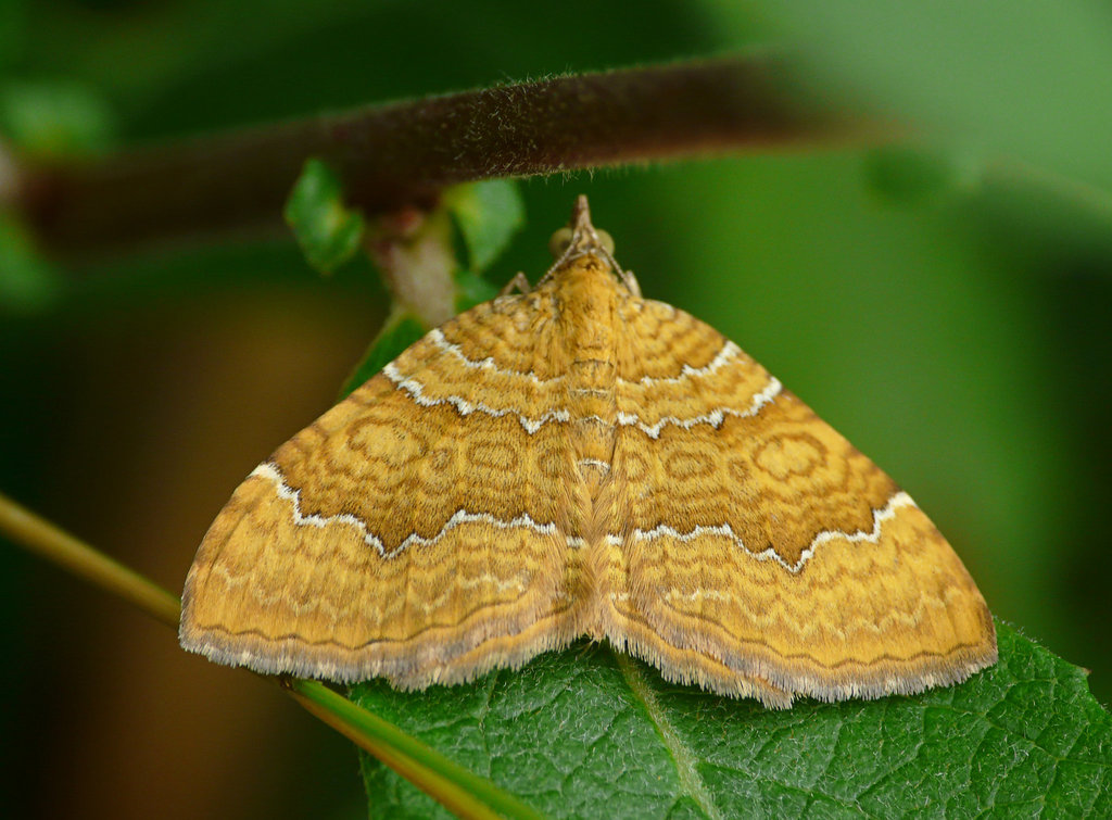 Yellow Shell Moth