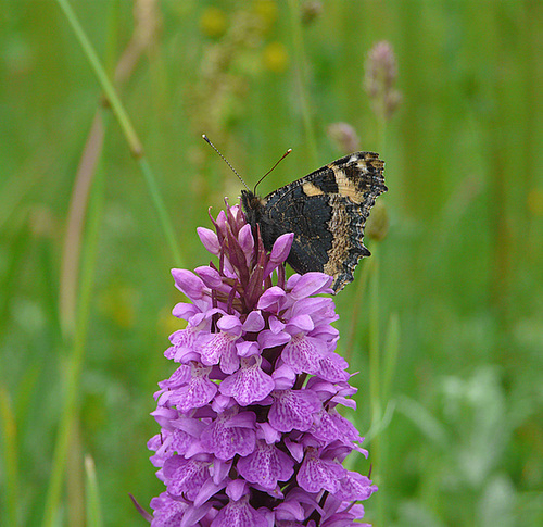 Small Tortoiseshell on Southern Marsh Orchid