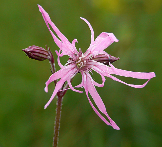 Ragged Robin