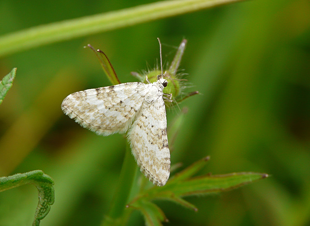 Grass Rivulet