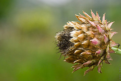 Artichoke