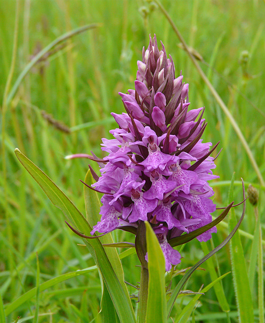 Southern Marsh Orchid