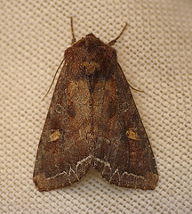 Bright-line Brown-eye Moth