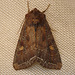 Bright-line Brown-eye Moth