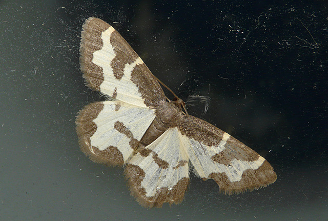 Clouded Border Moth