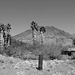 Ibex Springs - Death Valley (1573)