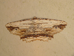 Waved Umber Moth