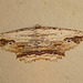 Waved Umber Moth