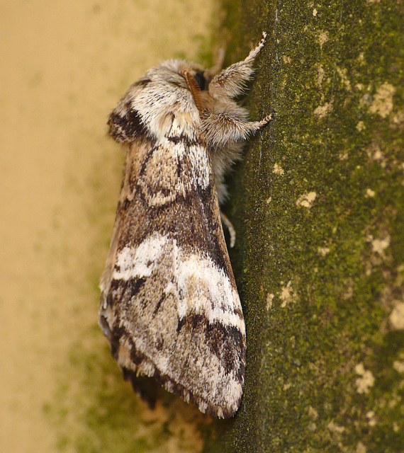 Marbled Brown Moth