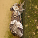 Marbled Brown Moth