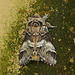 Marbled Brown Moth Top
