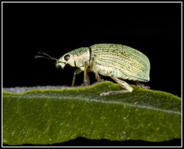 Weevil