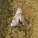 Small China-mark Moth