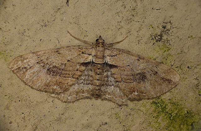 Fern Moth