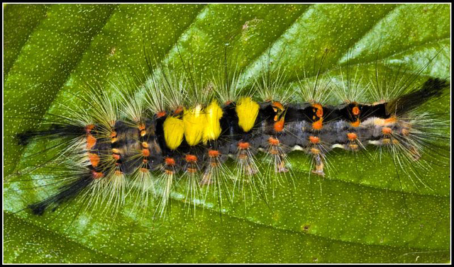 Caterpillar