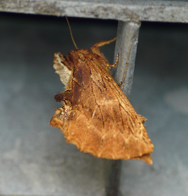 Coxcomb Prominent Moth Parked Up