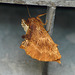 Coxcomb Prominent Moth Parked Up