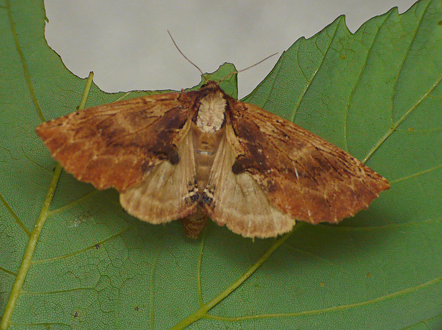 Coxcomb Prominent Moth Open