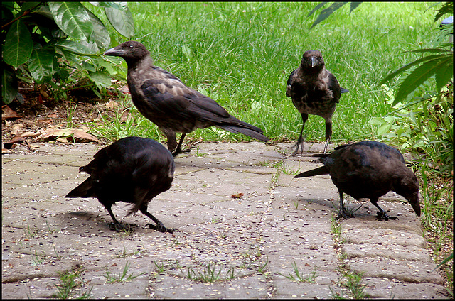 Young RavenCrows♥