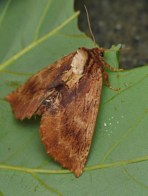 Coxcomb Prominent Moth