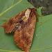 Coxcomb Prominent Moth