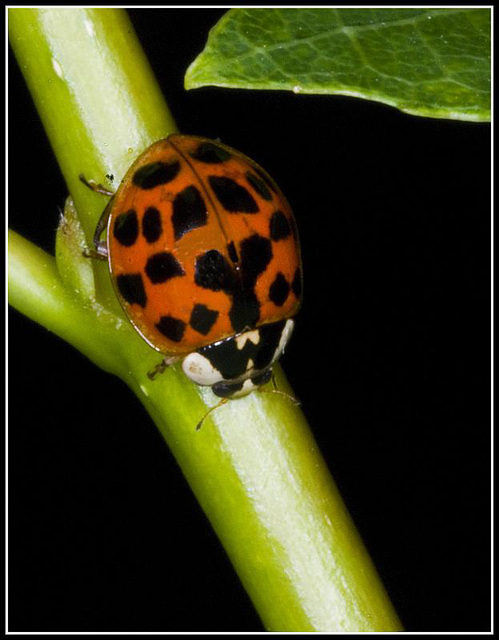 Ladybird