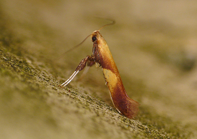 Caloptilia robustella Moth