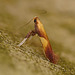 Caloptilia robustella Moth