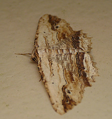 Waved Umber Moth Side On