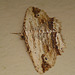 Waved Umber Moth Side On