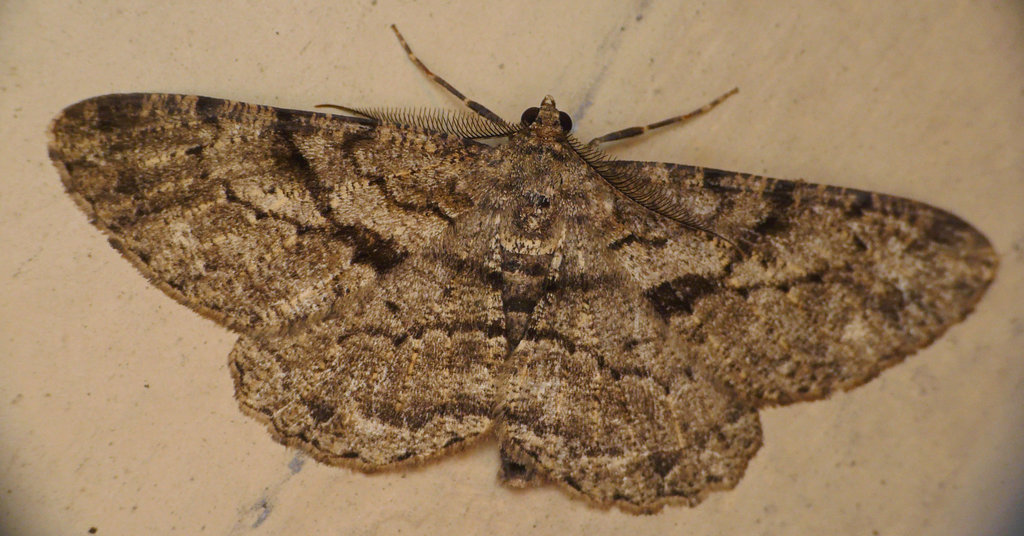 Willow Beauty Moth