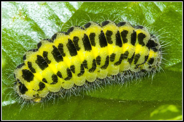 Caterpillar