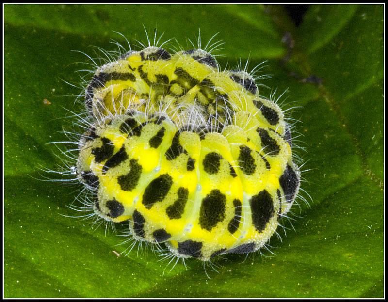 Caterpillar