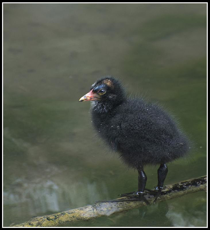 Moorhen chick