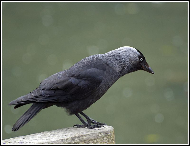 Jackdaw