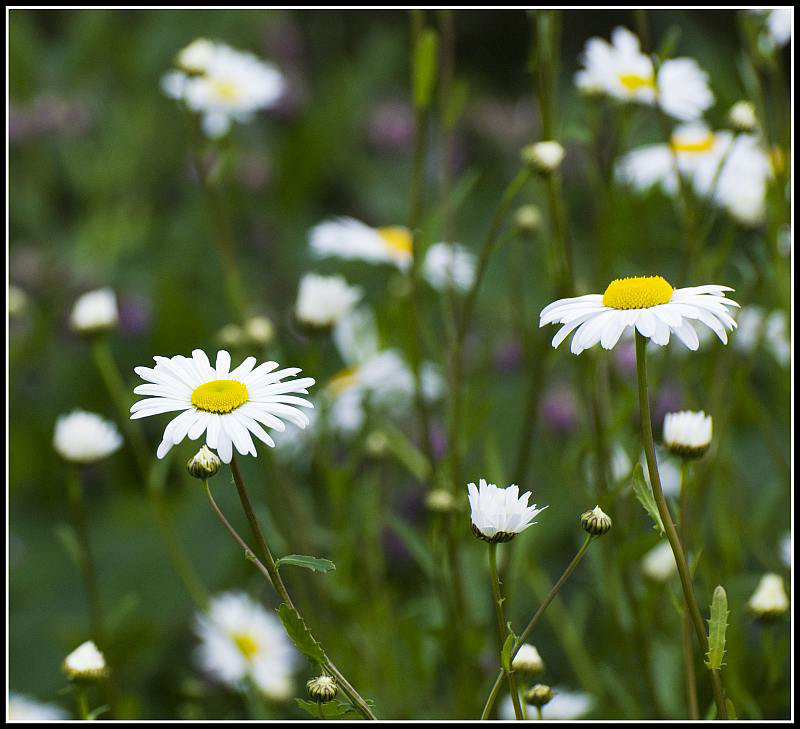 Daisies