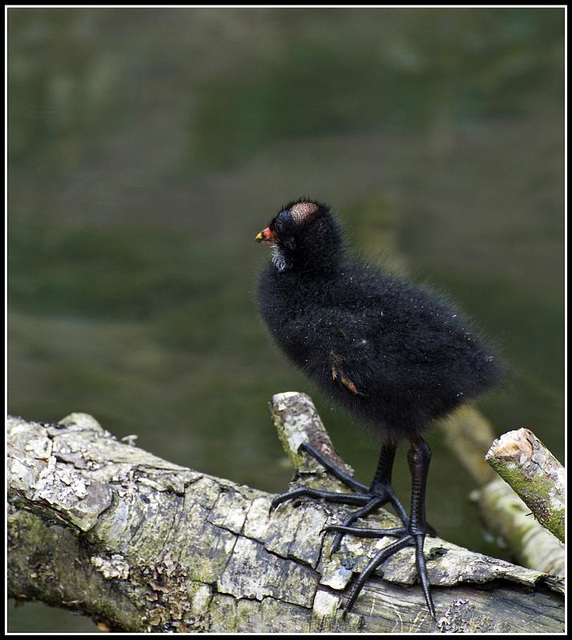 Moorhen chick