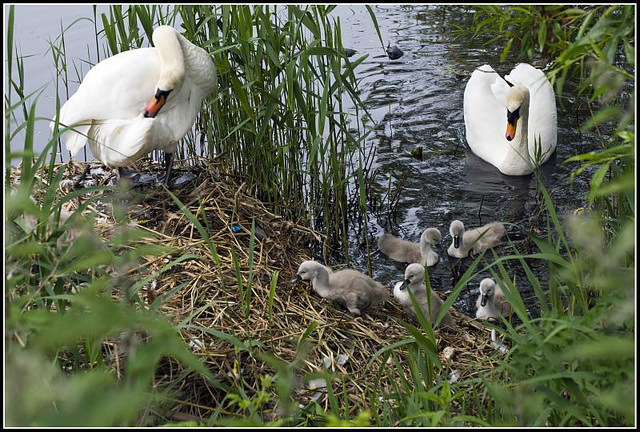 A family of Swans at Fort Brockhurst, Gosport