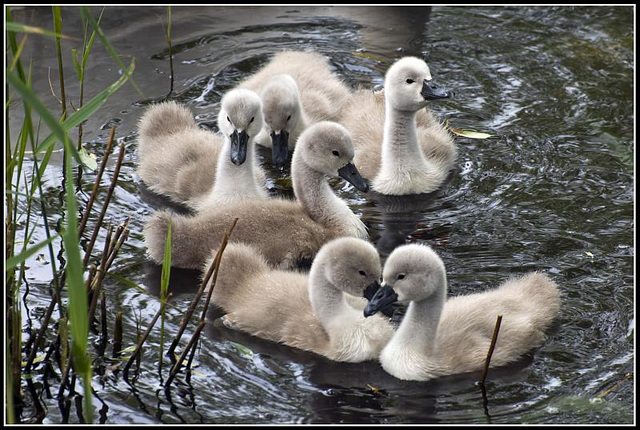 A family of Swans at Fort Brockhurst, Gosport