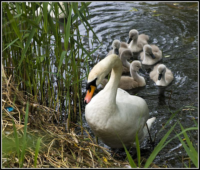 A family of Swans at Fort Brockhurst, Gosport